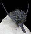 Huge Psychopyge Trilobite - Killer Example #38616-4
